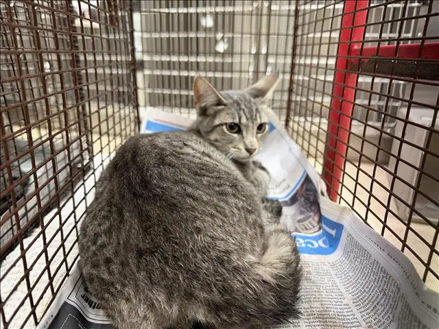 Unknown - Domestic Short Hair