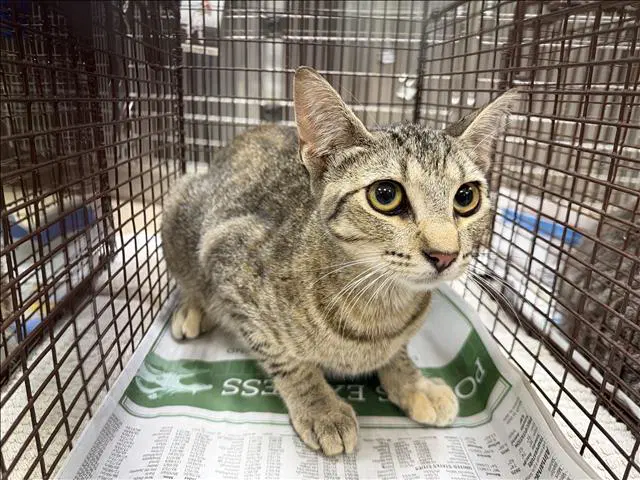 Unknown - Domestic Short Hair
