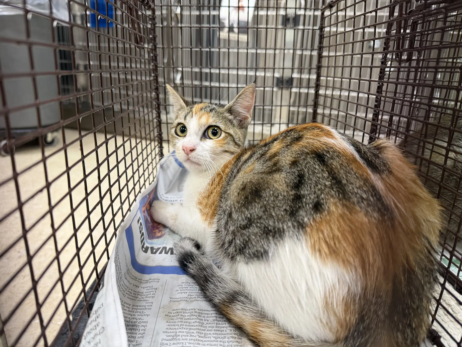 Unknown - Domestic Short Hair