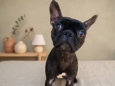 Nessie - Boston Terrier