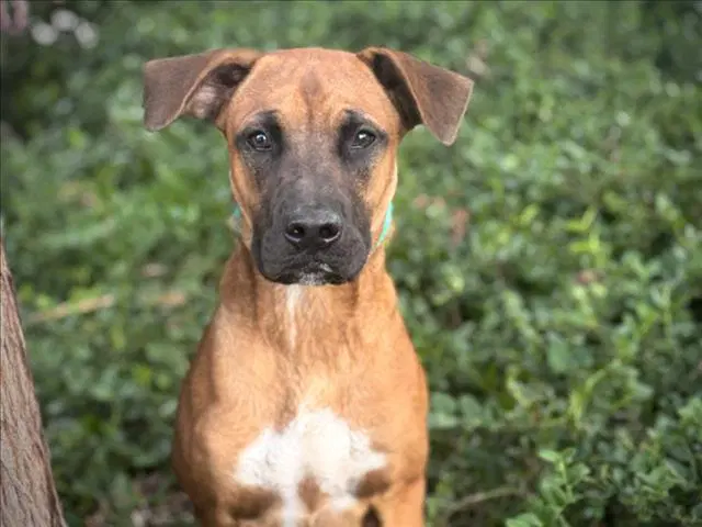 Fonz - Boxer