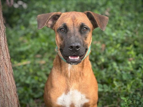 Fonz, Boxer (medium coat)