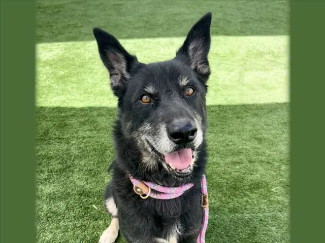 Diego - Belgian Shepherd Malinois
