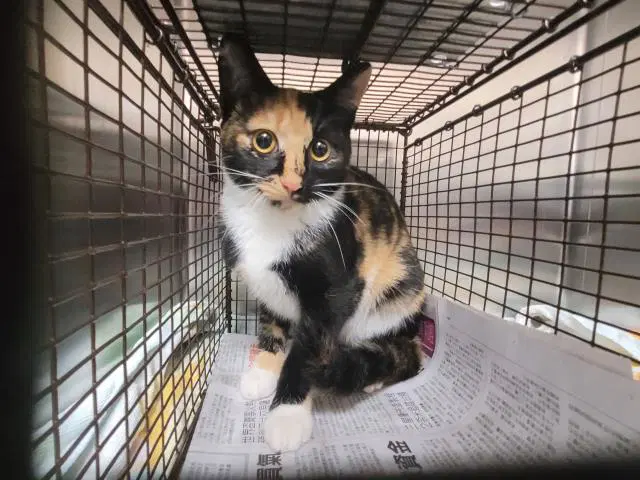 Bronte - Domestic Short Hair