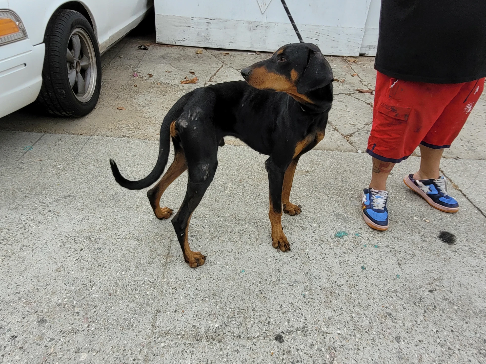 Dobie