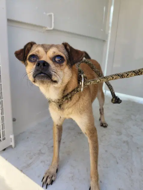 Max - Chihuahua