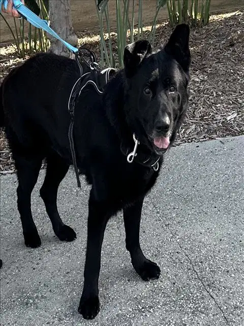 Blu - German Shepherd Dog