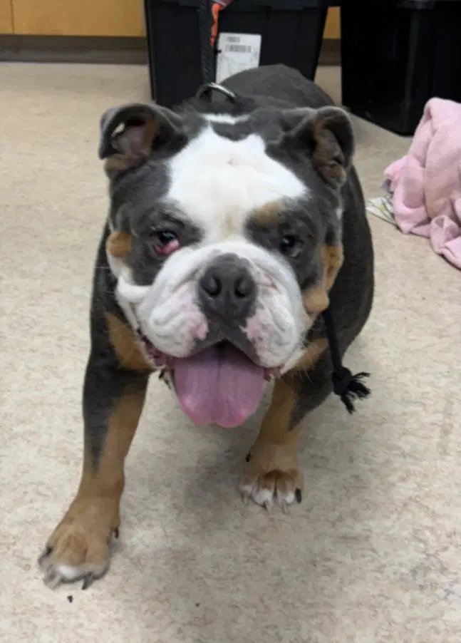 Dub Dub - English Bulldog