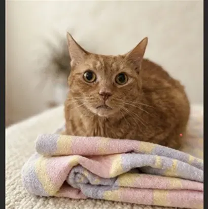 Gogo - Domestic Short Hair