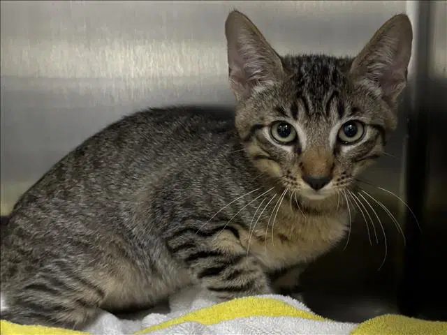 Unknown - Domestic Short Hair