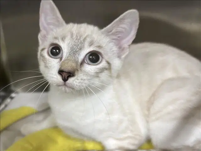 Unknown - Domestic Short Hair