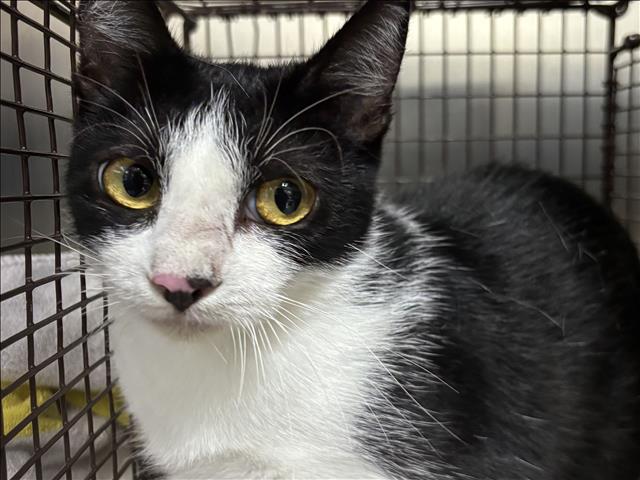 Skywalker