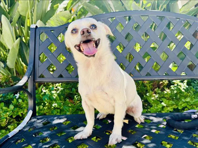 Blanco - Chihuahua