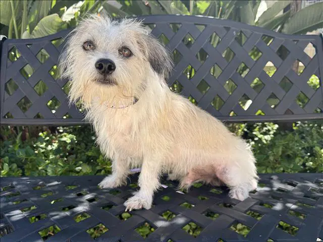Scooby - Maltese