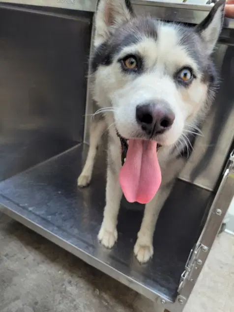Murdock - Siberian Husky