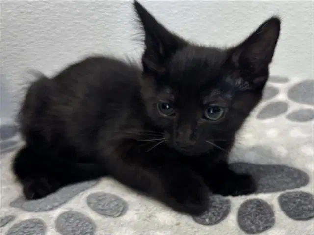 Shadow - Domestic Short Hair
