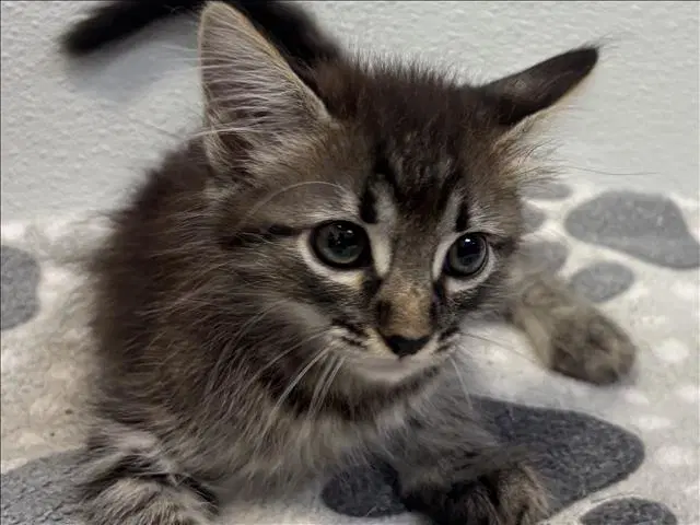 Stitch - Domestic Short Hair
