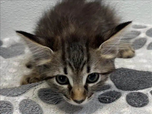 Lion - Domestic Short Hair