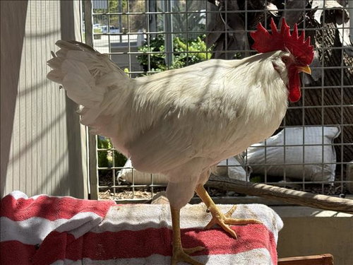 LEGHORN, a poultry for adoption from Harbor Animal Care and Control Center