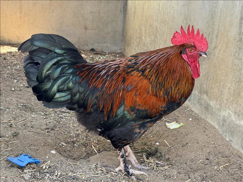 RHODE ISLAND RED, a poultry for adoption from Harbor Animal Care and Control Center