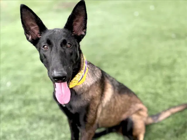 Abby - Belgian Shepherd Malinois