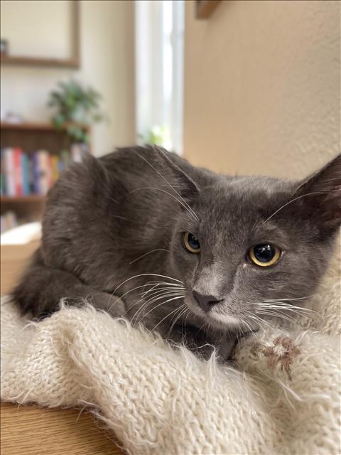 picture of the cat needing adoption
