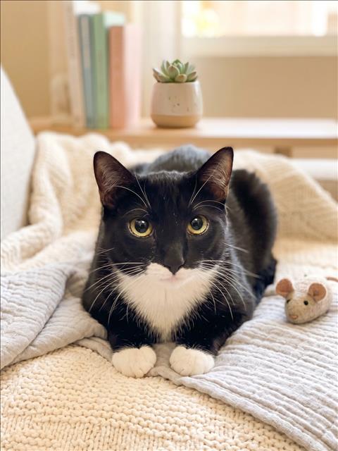 picture of the cat needing adoption
