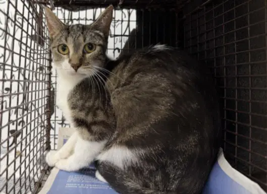 Flora - Domestic Short Hair