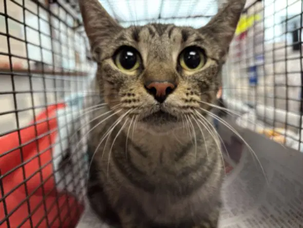 Momma - Domestic Short Hair