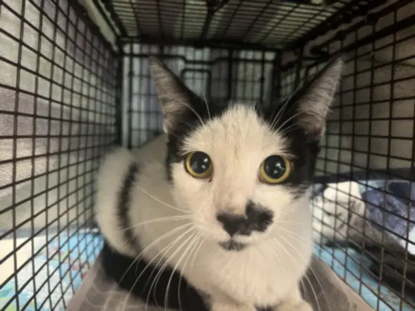 Patches - Domestic Short Hair