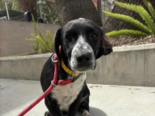 Louise - Pointer