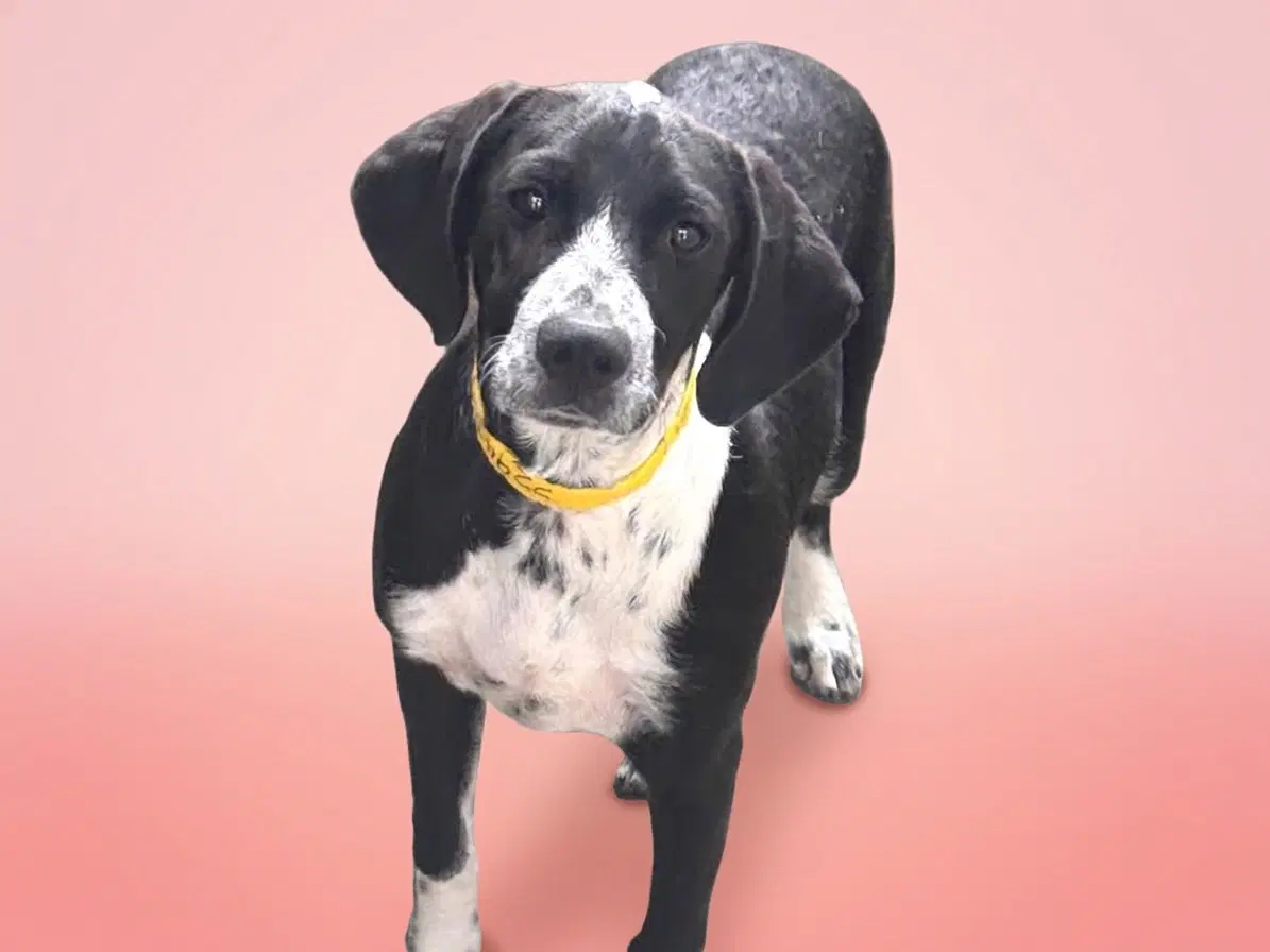 Louise - Pointer
