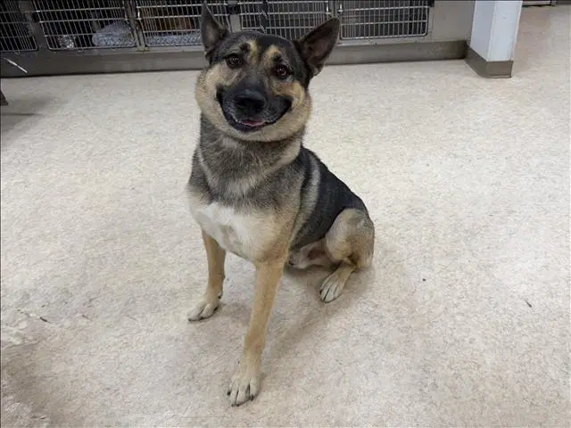 Kino - German Shepherd Dog