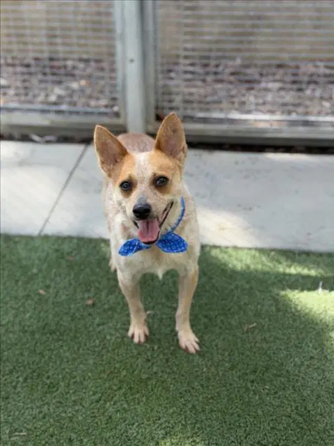Wylie Copper - Australian Cattle Dog/Blue Heeler