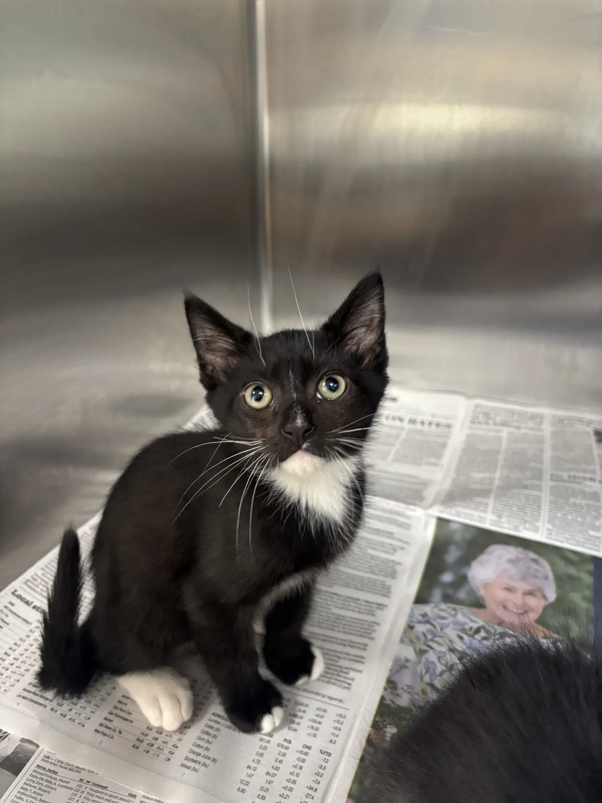 Unknown - Domestic Short Hair