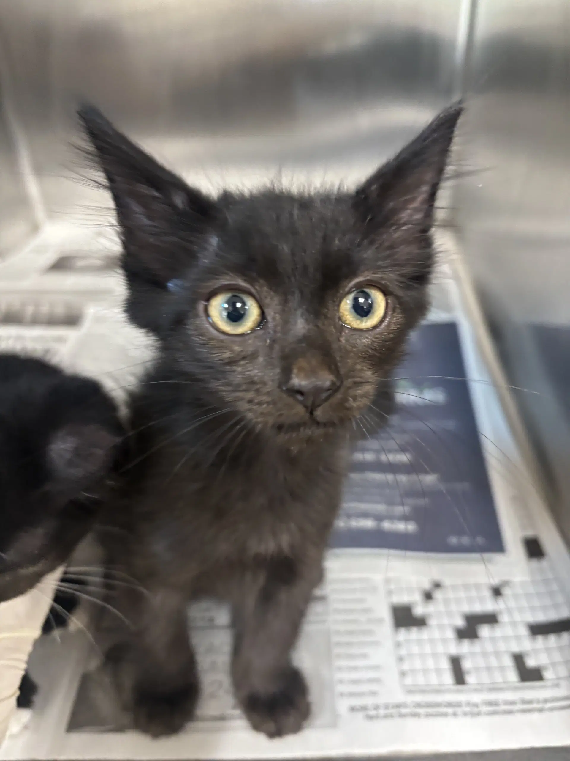Unknown - Domestic Short Hair