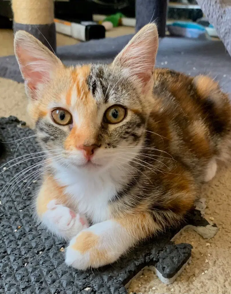 Rhonda - Domestic Short Hair