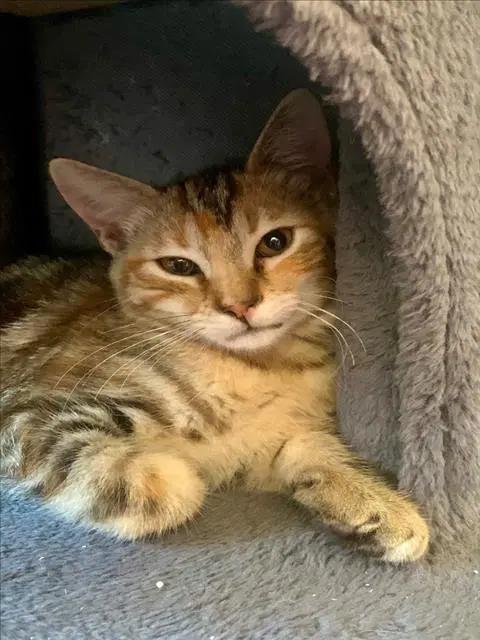 Rosalie - Domestic Short Hair