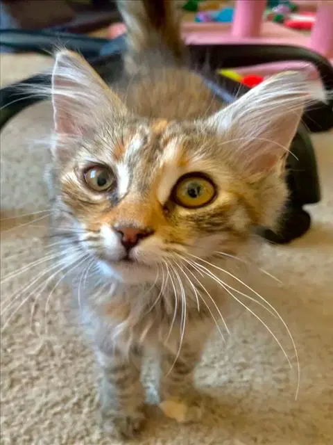 Romy - Domestic Short Hair