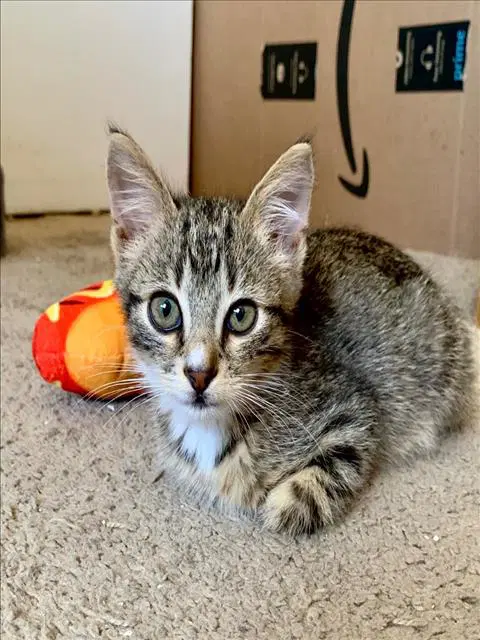Randy - Domestic Short Hair