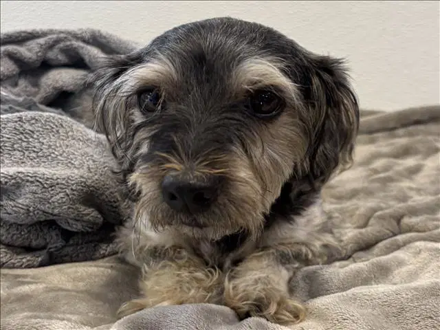 Oso - Miniature Schnauzer