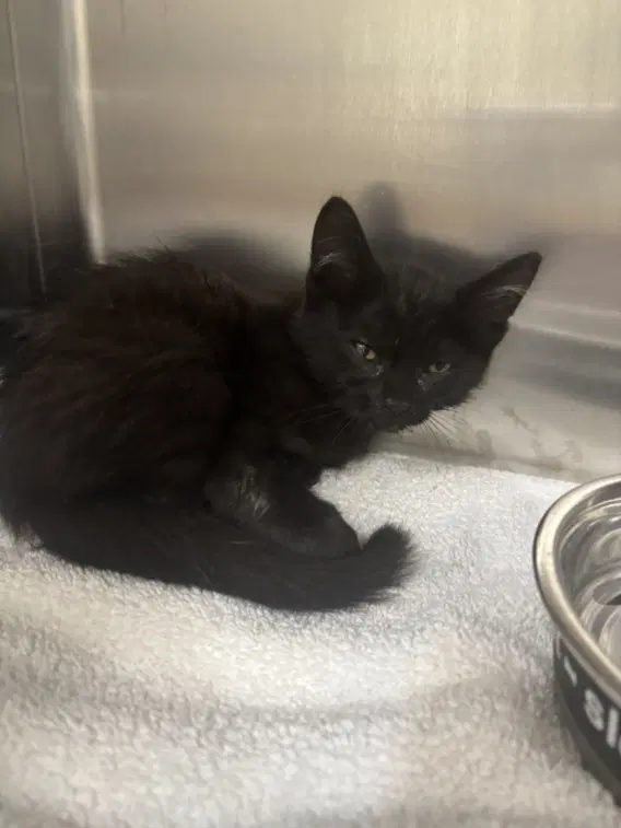 Griffin - Domestic Short Hair