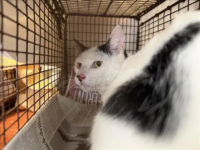 Sanji - Domestic Short Hair