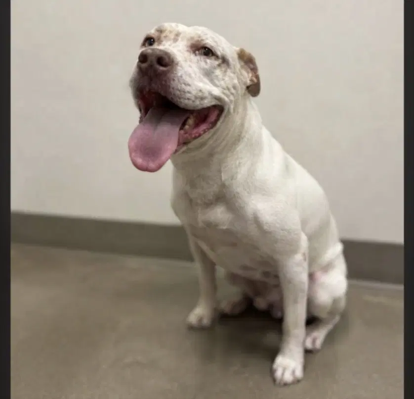 Tommie - Pit Bull Terrier