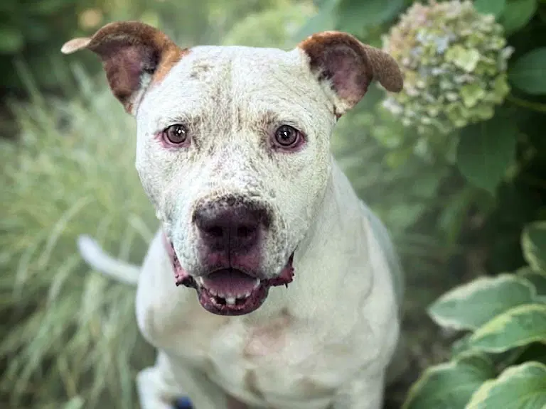 Tommie - Pit Bull Terrier