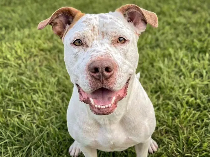Tommie - Pit Bull Terrier