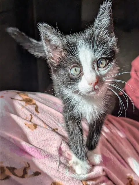 Sakura - Domestic Short Hair