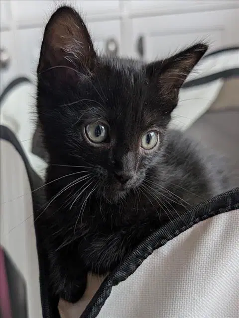 Fuyu - Domestic Short Hair