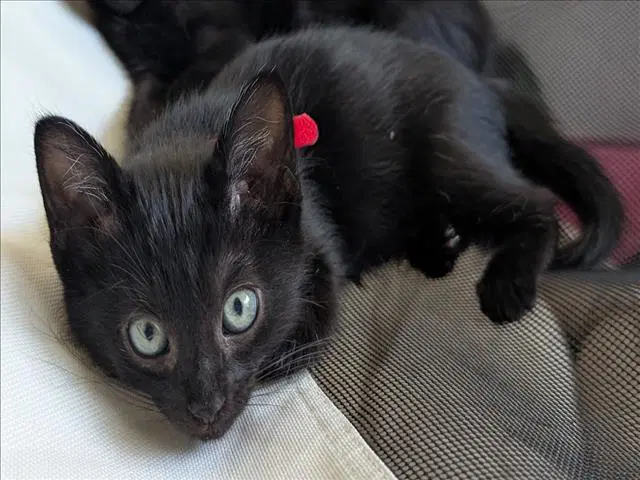 Natsu - Domestic Short Hair