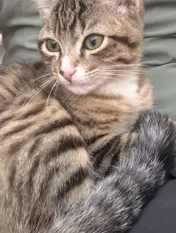 Leo - Domestic Short Hair